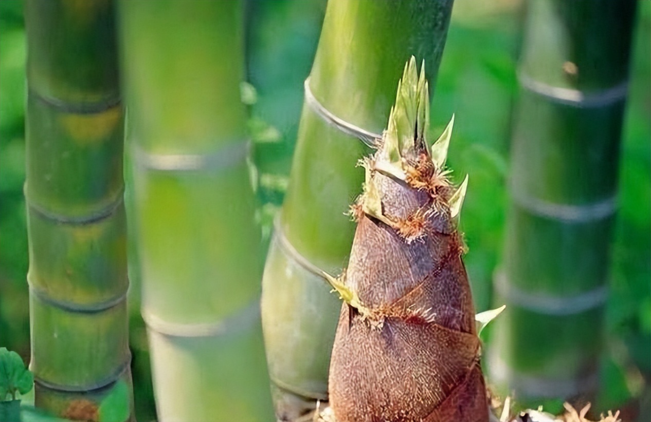 初夏新笋,关于竹笋的诗词8首