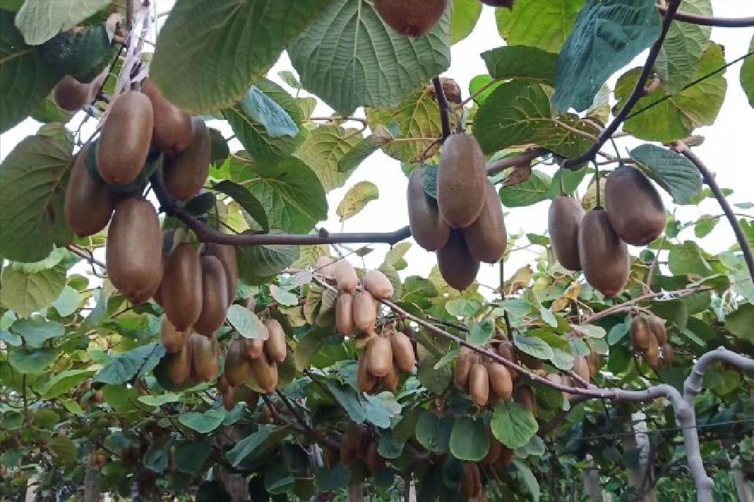 新西兰猕猴桃种植到中国,新西兰猕猴桃国内种植