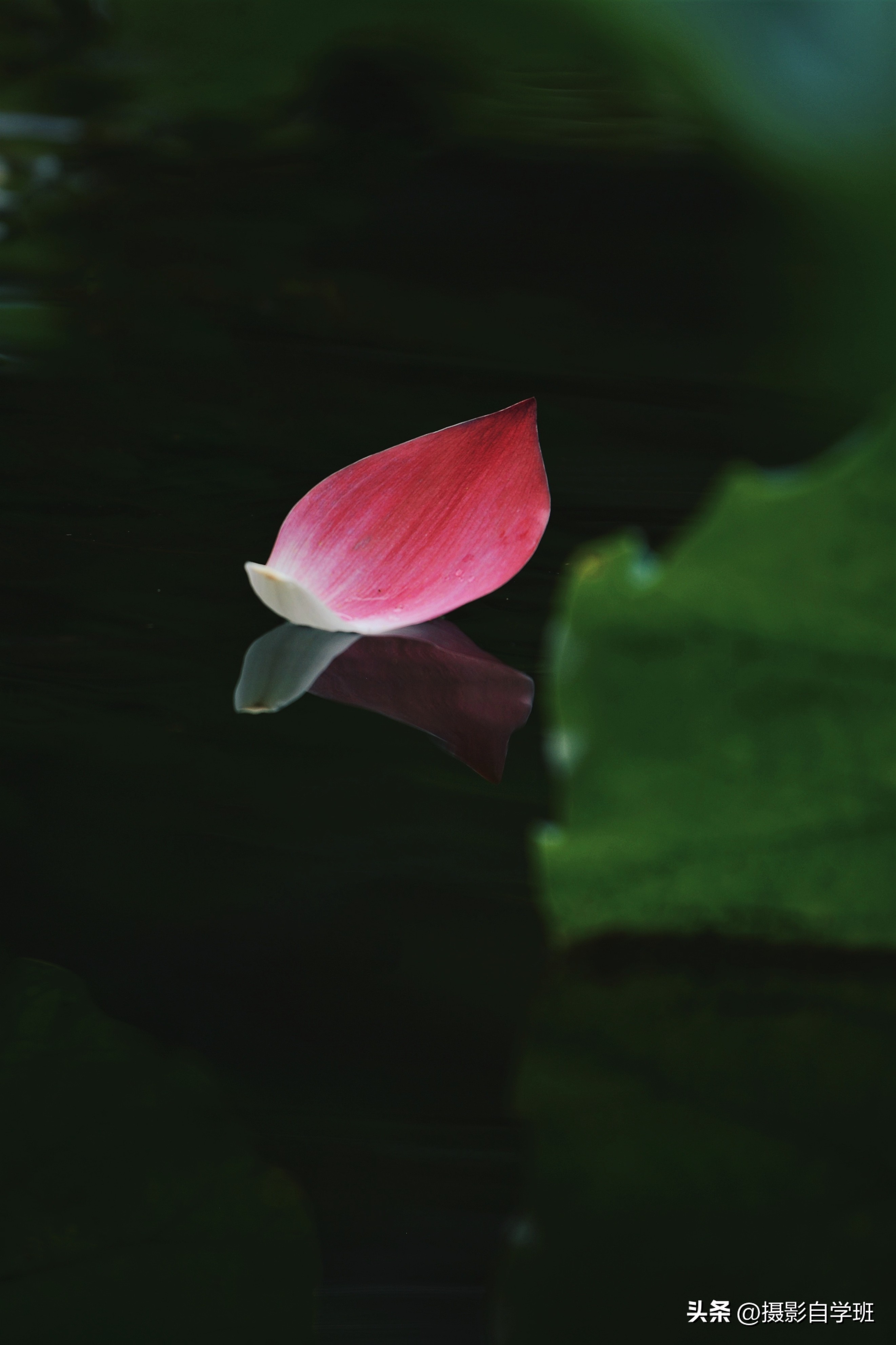 第二十一届摄影作品征稿,摄友投稿图片