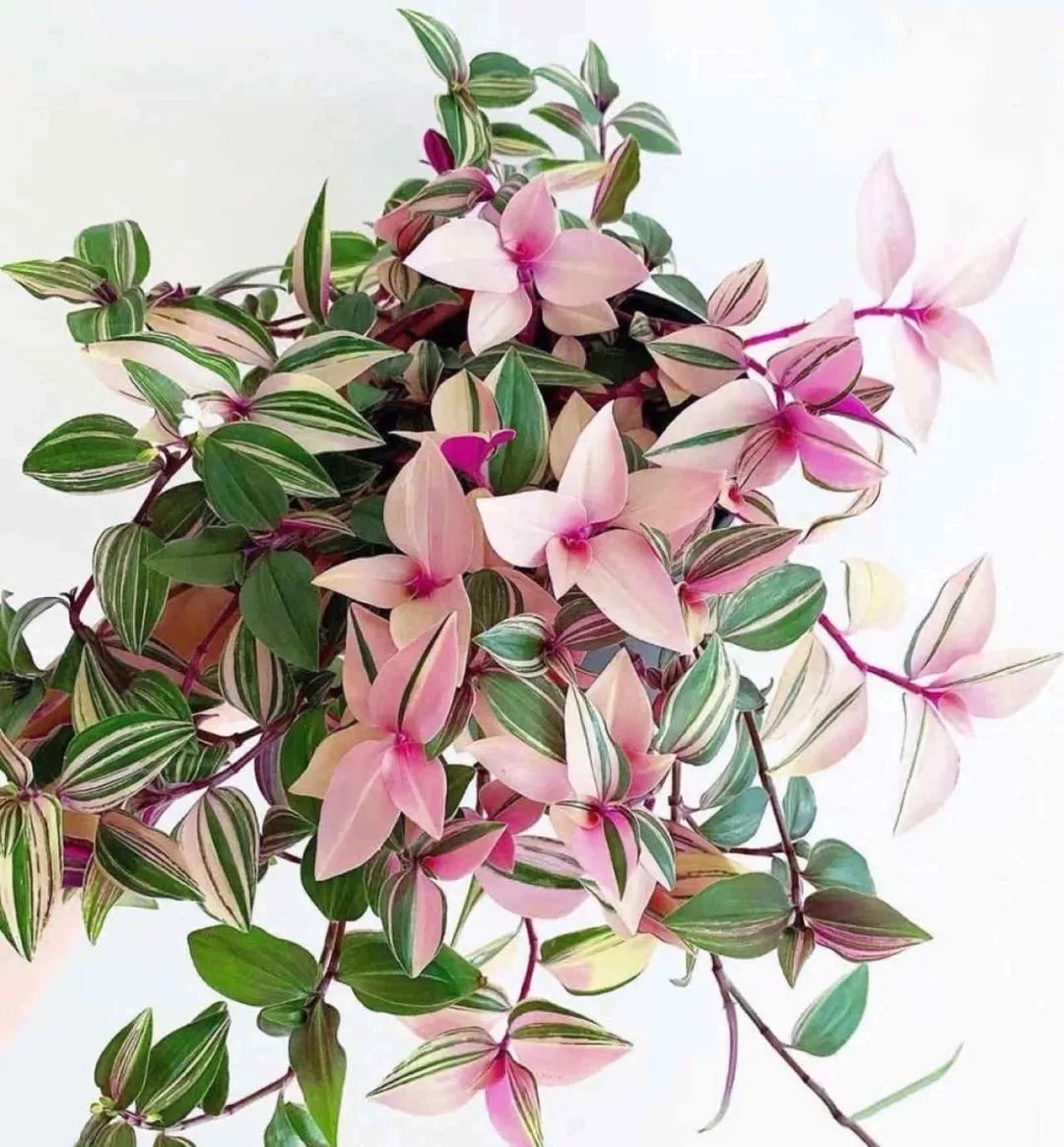 客厅好看的观赏花,小清新唯美油画花