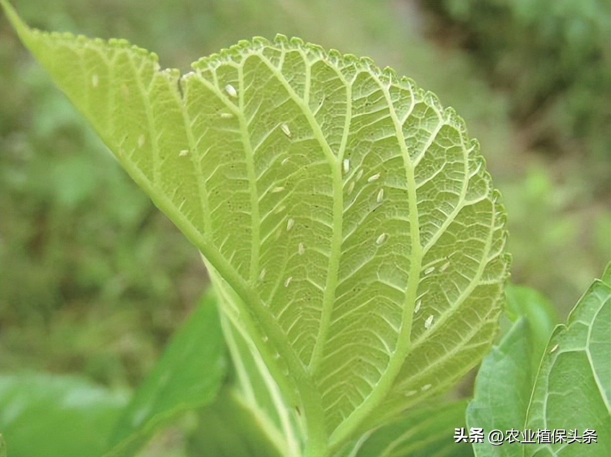 昆虫和害虫种类,昆虫和害虫的分类