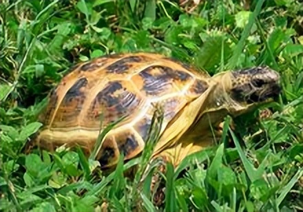 四爪陆龟有多少种,四爪陆龟喜欢水吗