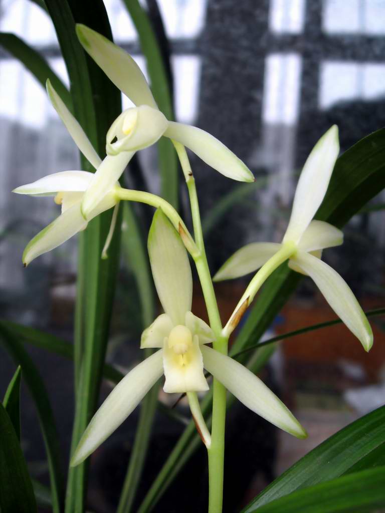 山东大叔，无意中入手一盆“极品”兰草，如珠如宝，见过的人不多