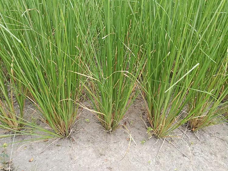 肌肉酸痛的正确处理方式,肌肉酸痛的正确处理方法包括