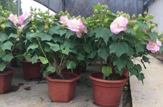 鎴愰兘缇庡悕,鎴愰兘甯傝姳鑺欒搲鑺卞洯