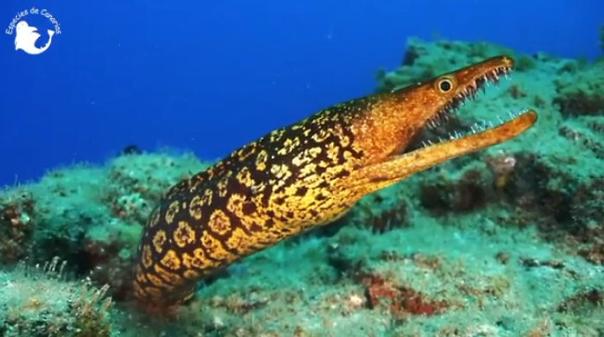 水下世界神秘视频,让人惊叹的水下视频