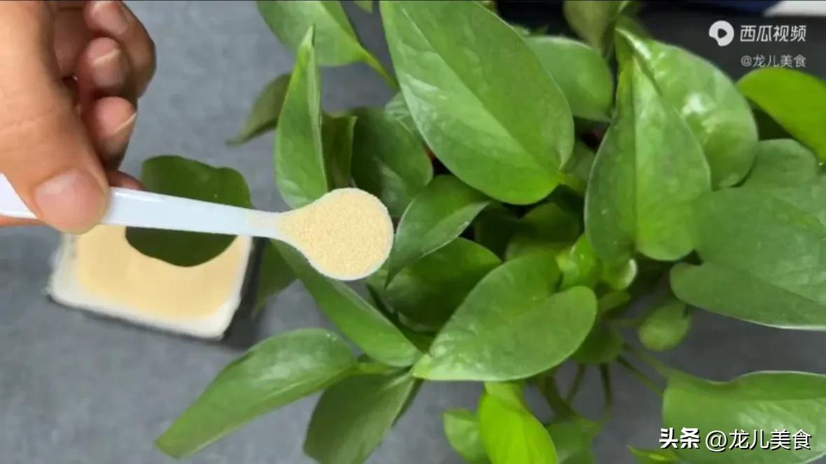 酵母粉养花的小技巧,酵母粉养花啥原理