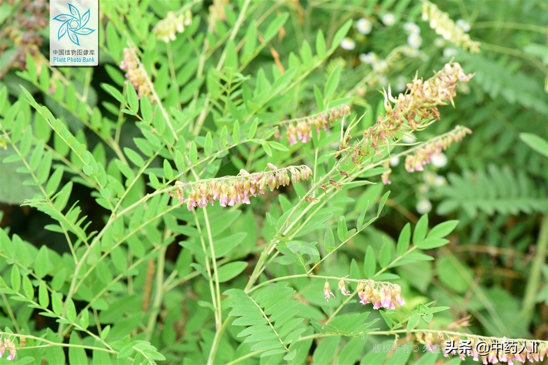 抗癌中草药十大排行榜,抗癌中草药十大名贵