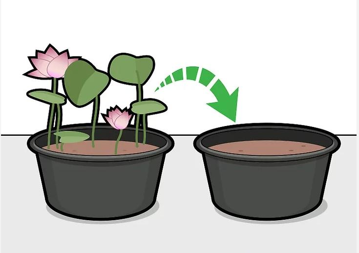 怎么种植莲花盆栽,如何种植莲花芋头