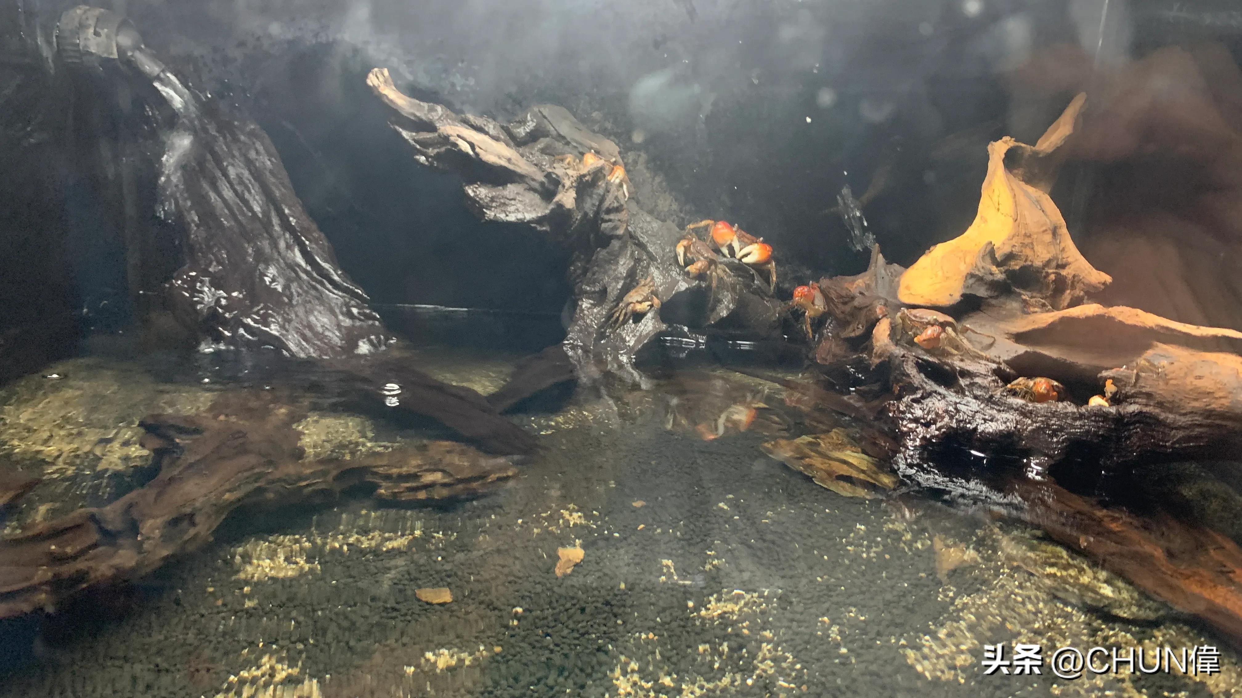 自由行厦门鼓浪屿四天怎么安排,鼓浪屿一日游五一