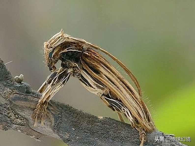 世界上最奇怪最大最恐怖的蛇图片,世界上十大恐怖诡异蛇