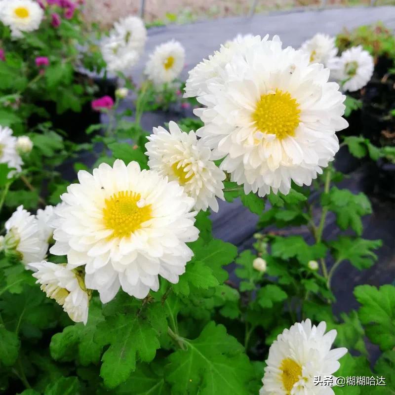 赏心悦目的花朵，风采万千，千姿百态，魅力无限，太美了