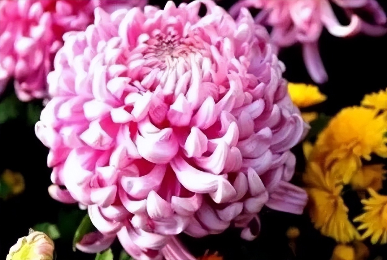 秋花诗词50首,金秋秋菊50种名菊