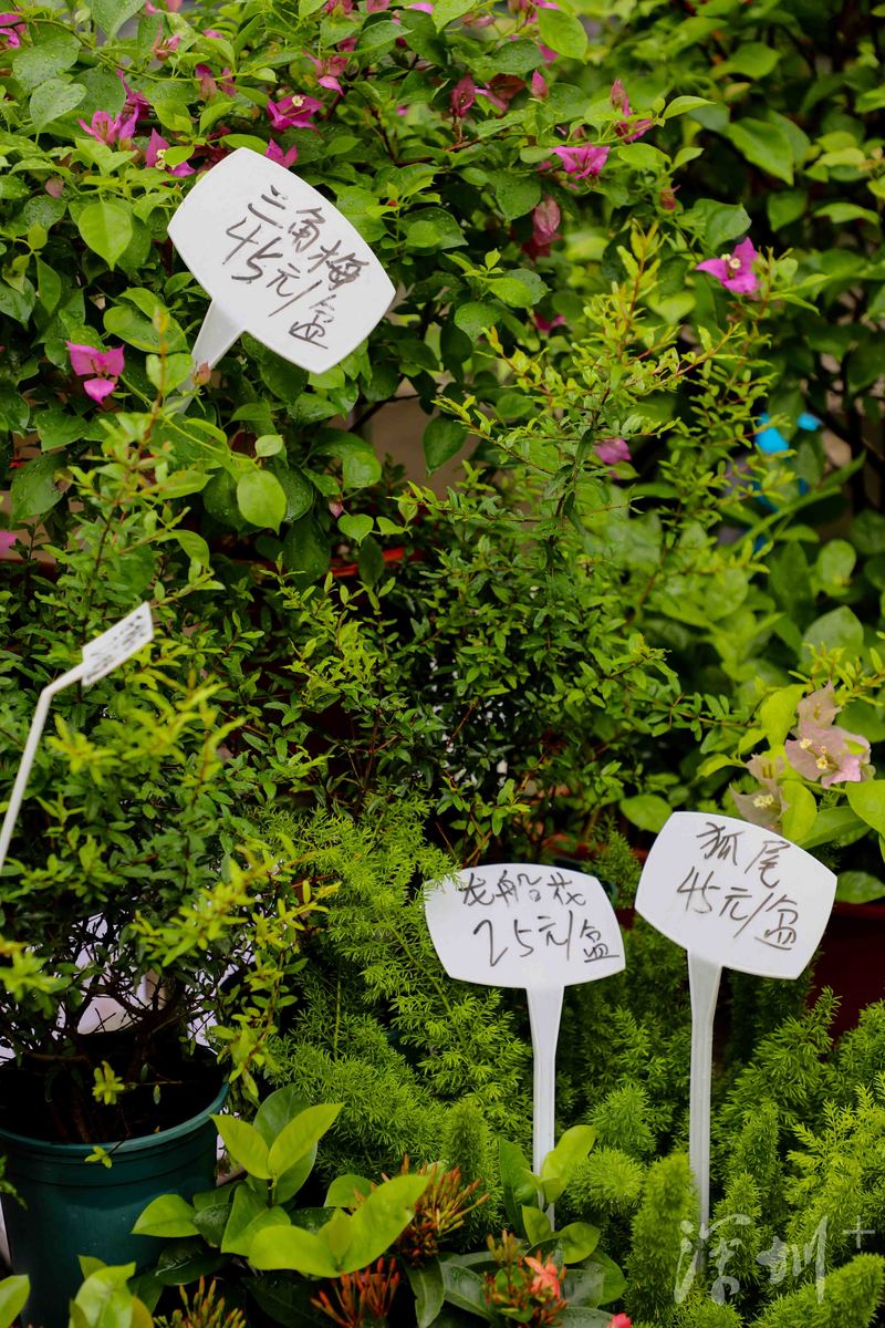 深圳八卦岭好玩的地方,深圳八卦岭附近拍照打卡圣地