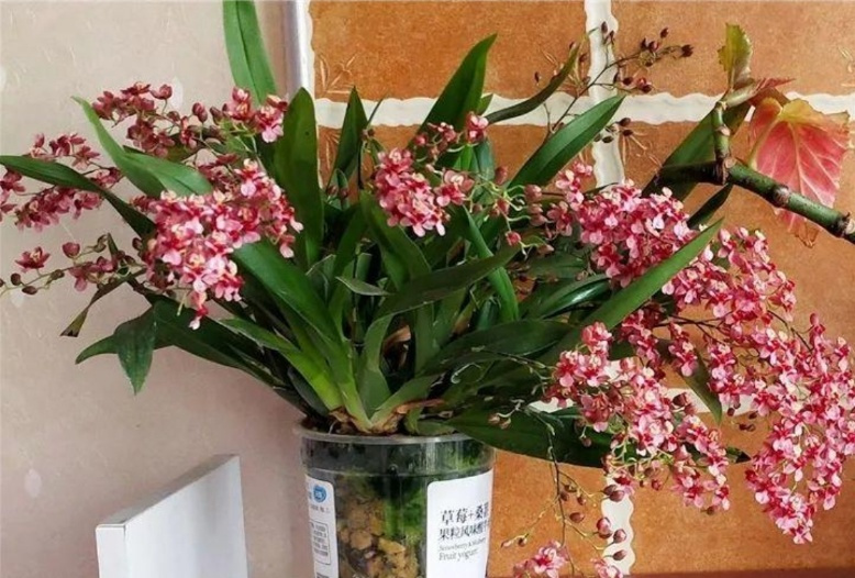 海山翻唱和平与爱,海山朗诵