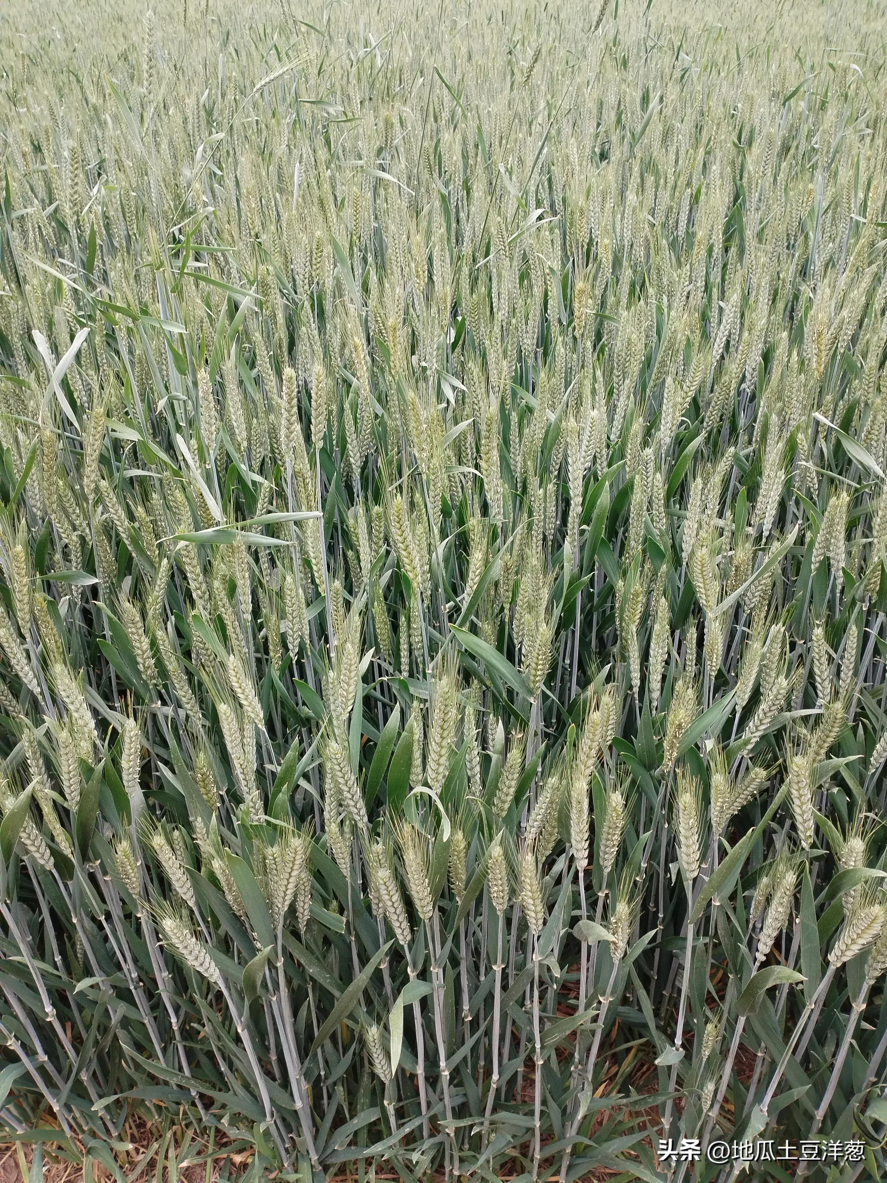 寿比南山是多少岁,寿比南山福如海下一句是什么