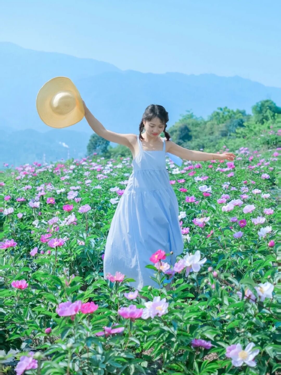 成都芍药花海景区,成都市内芍药花海