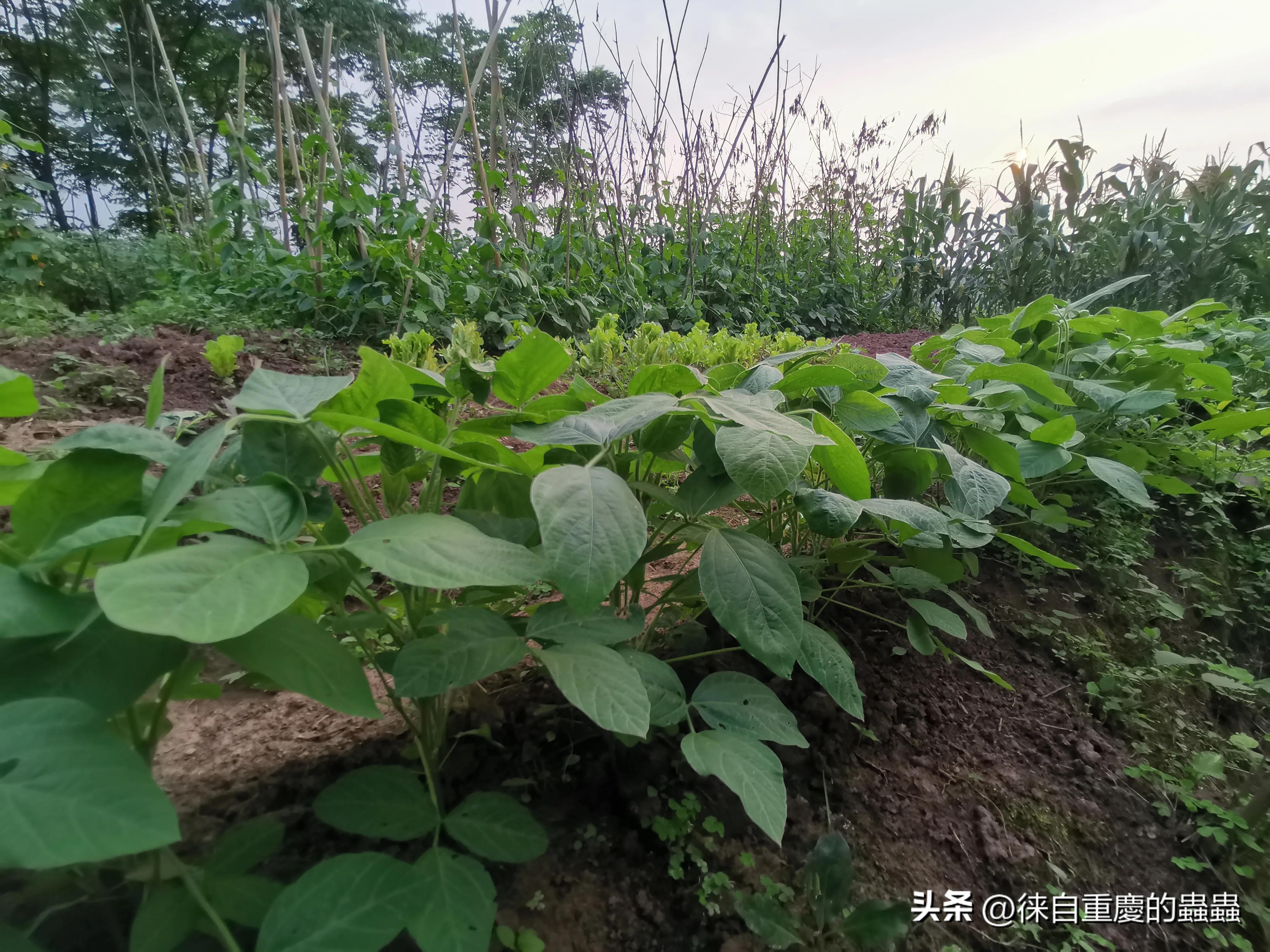 漫漫人生路——因身高矮小体育选修课成了麻烦