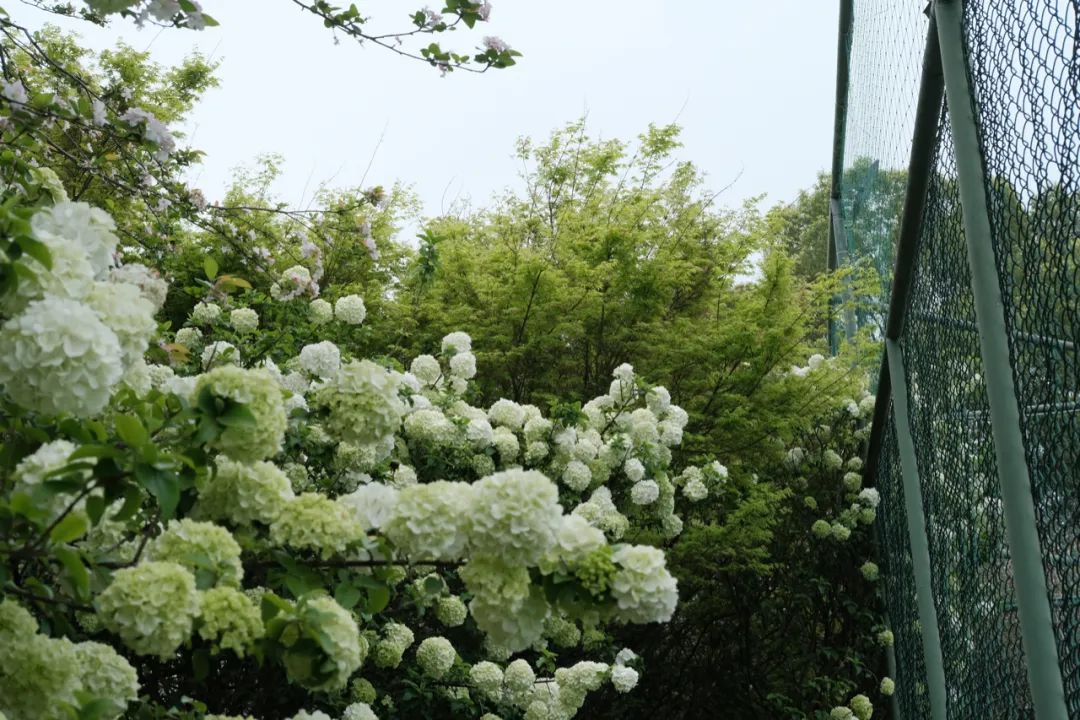 听我的，四月的杭州才是浪漫天花板。