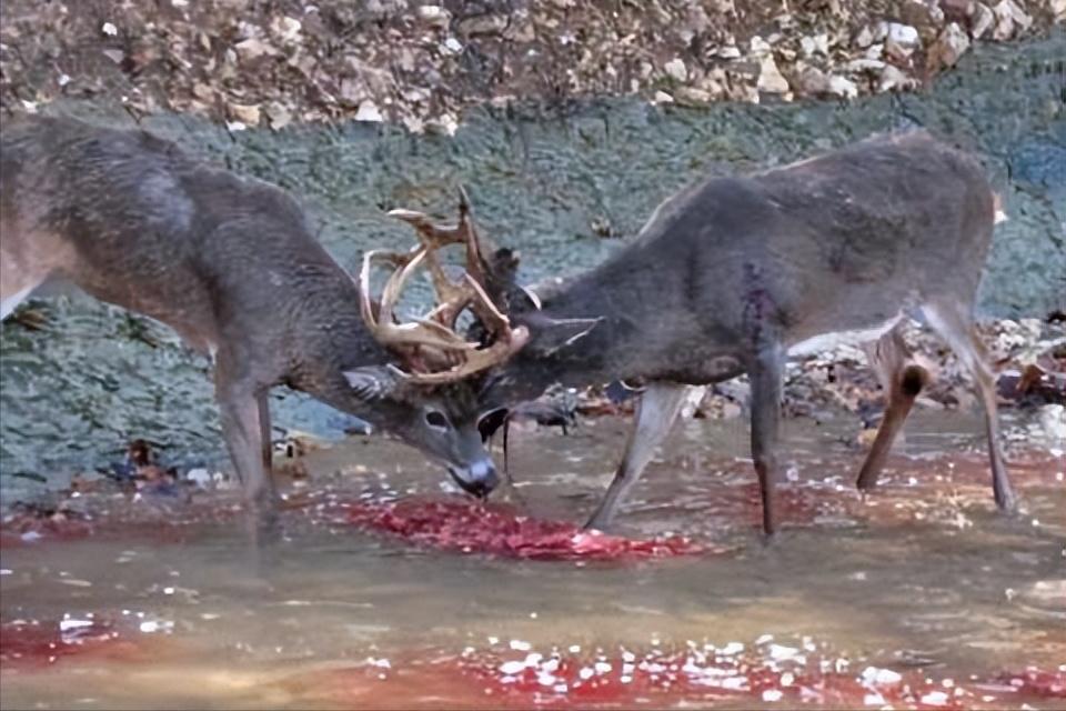 比黄金还要贵的中药材,最大的鹿茸贵吗