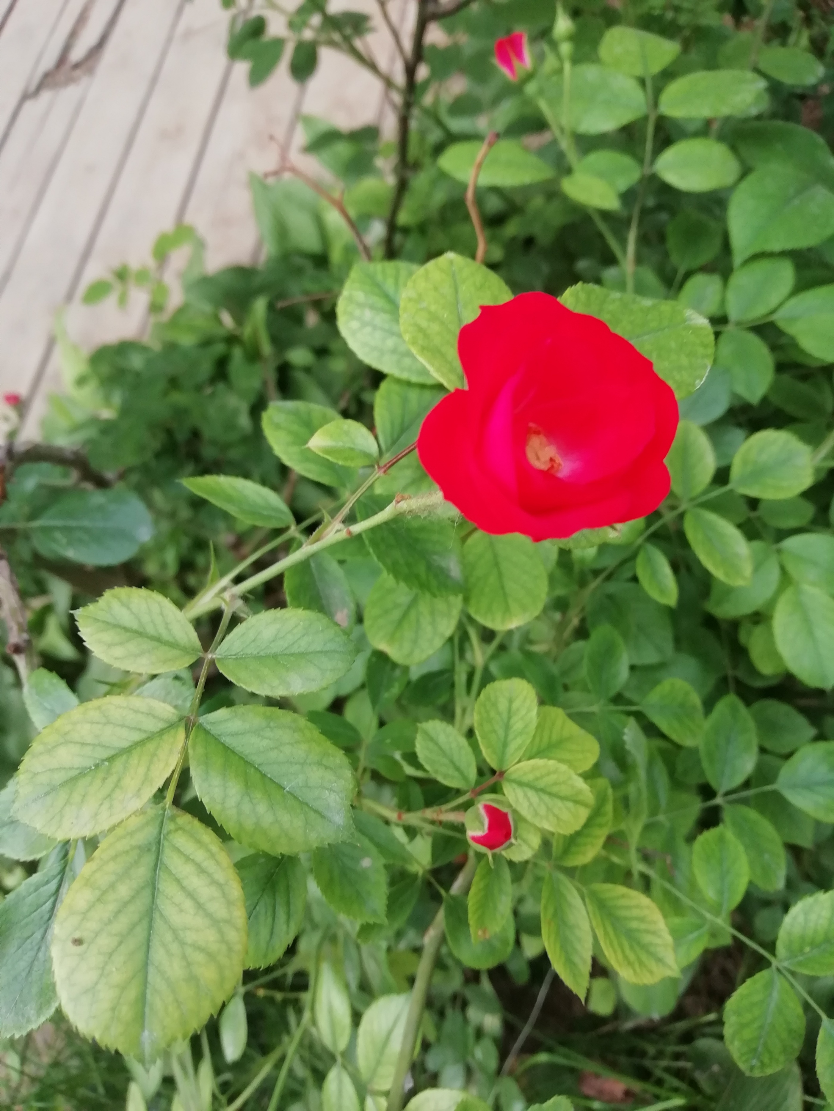 日日新,人生永远有希望