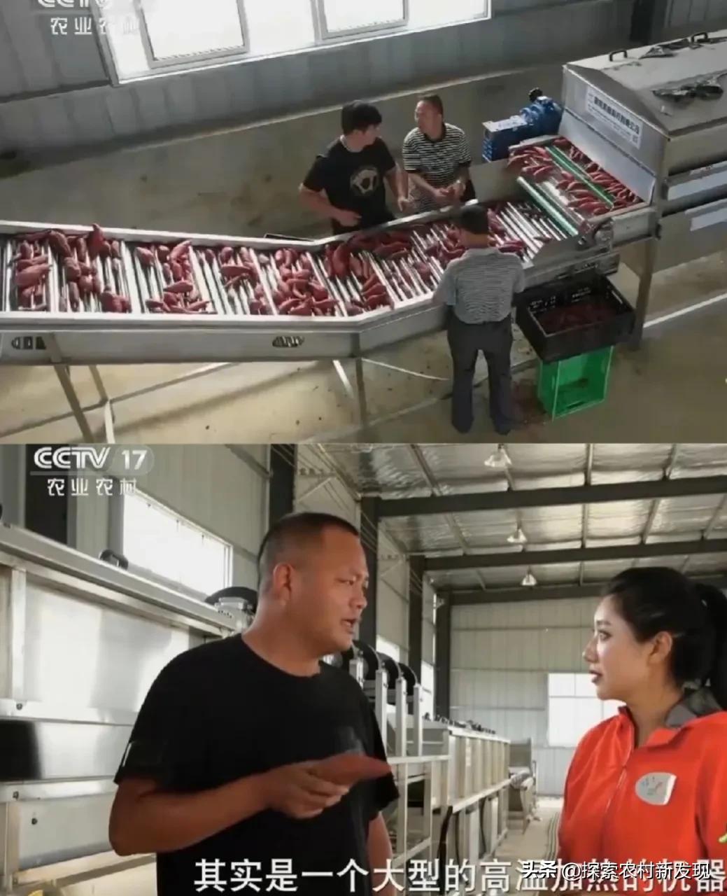 农业种植技术知识大全红薯,红薯种植致富机器