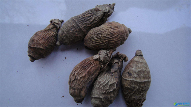 槟榔的危害到底有多大图,槟榔的危害和后果有多严重