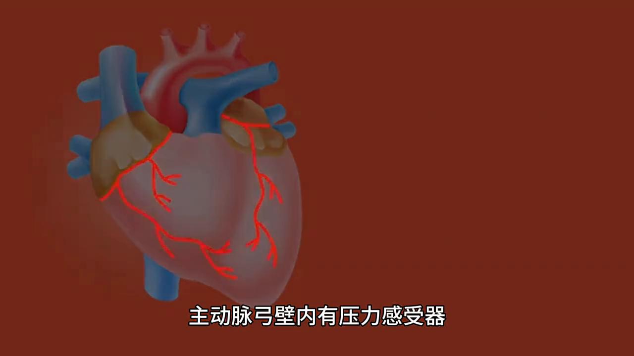 动脉硬化的原因及解决办法,动脉粥样硬化
