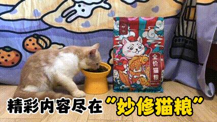 猫咪的胡子正常是怎样的,猫咪的胡须小知识