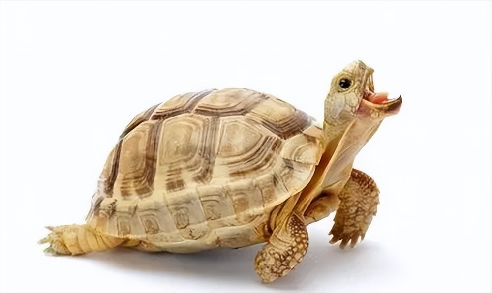 奇妙的陆龟,奇妙的小陆龟