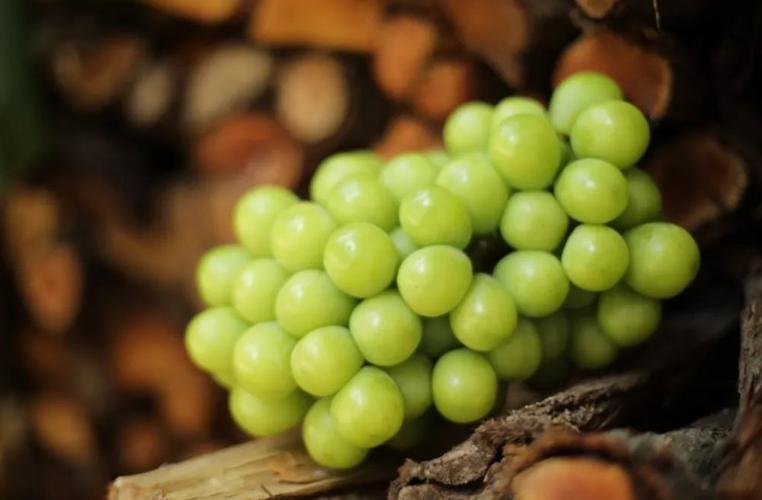 阳光玫瑰是药水泡的吗,阳光玫瑰的作用和处理方法