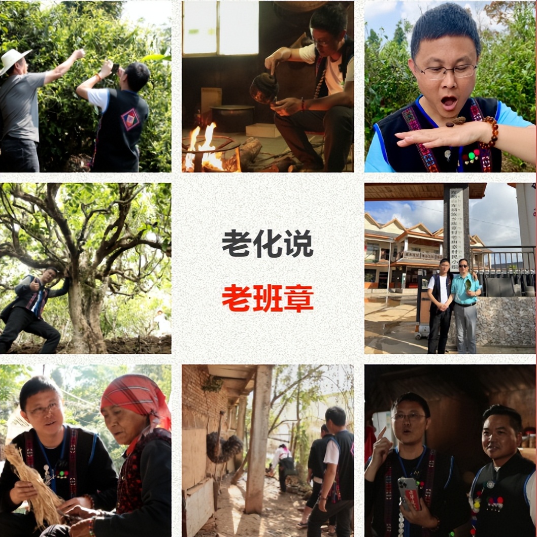 为什么老班章茶很苦,为什么叫老班章茶