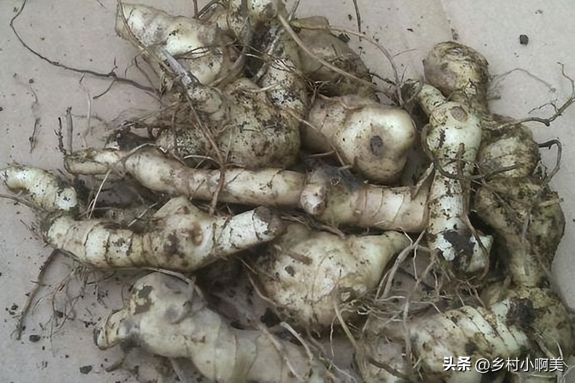 俗称小人参的植物煲汤,鸡头参有什么疗效