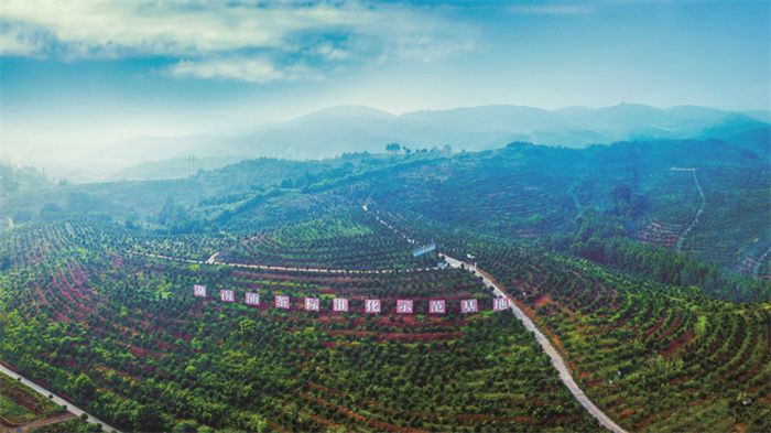 湖南茶油价格及营养,湖南生产茶油的良好条件