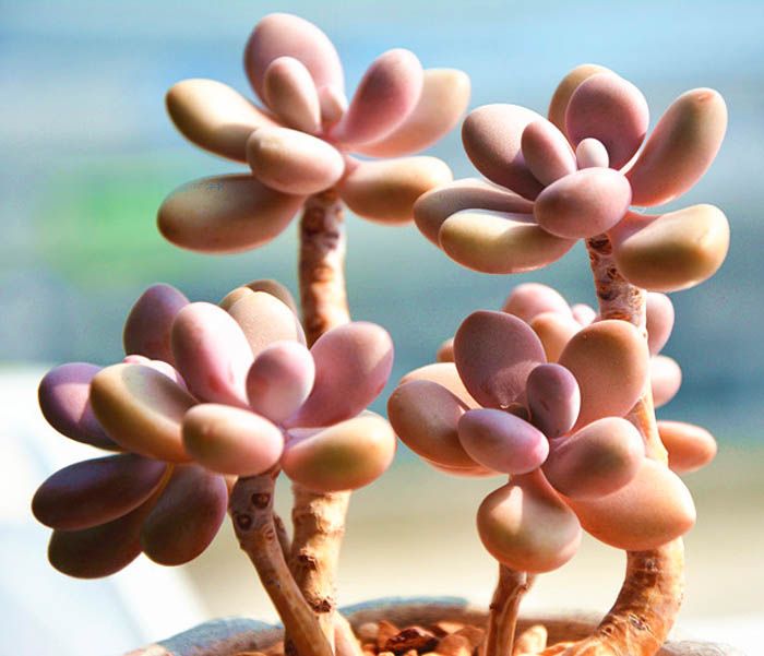 桃蛋叶片又瘪又长怎么办,桃蛋爱掉叶子怎么回事