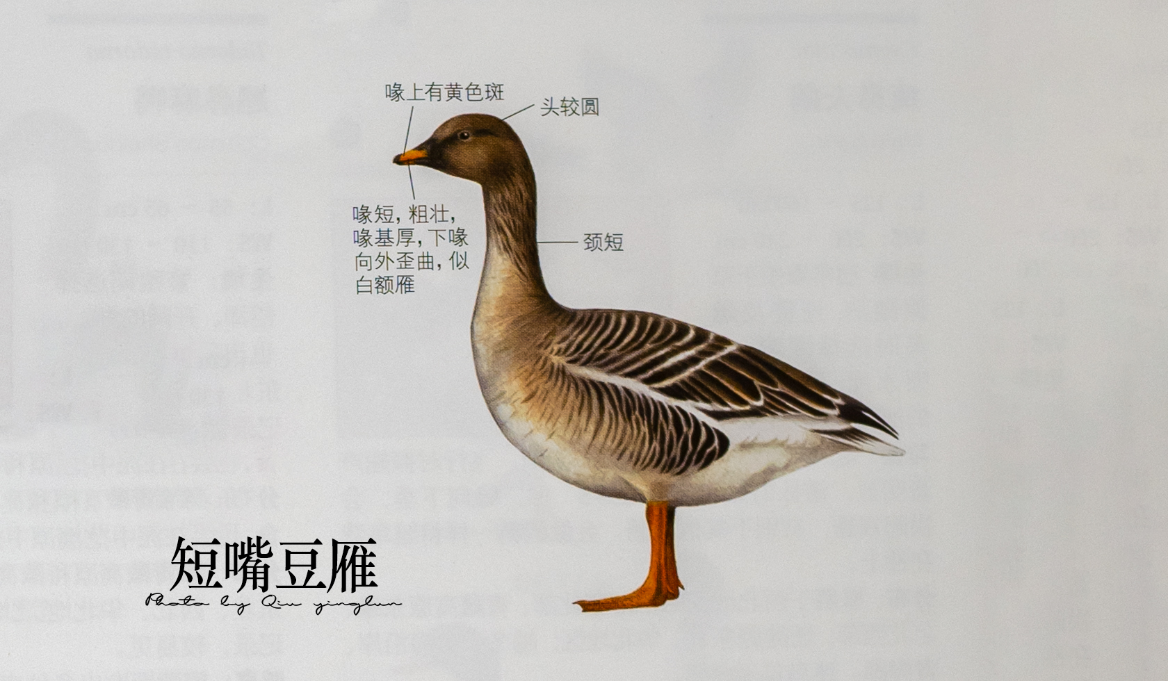 涓滄睙鎻借儨,涓滄睙鎻借儨楦熺被