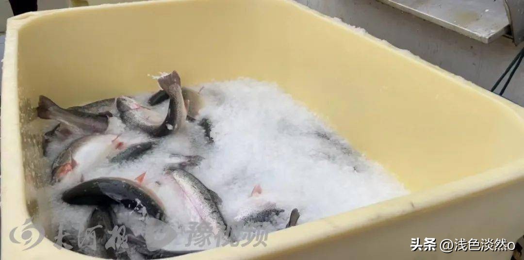 能不能生吃？河南能买到？大河报记者亲探*疆新**深山里的三文鱼渔场
