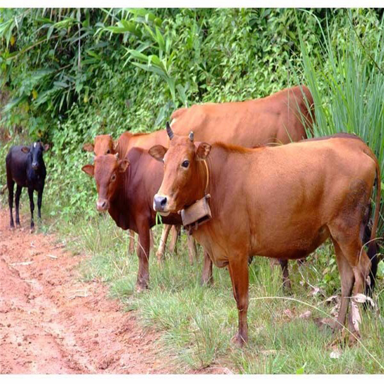 牛养殖现在牛价降价了吗,养殖牛价格行情走势分析