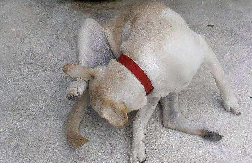 养狗冷知识二哈,两个月狗狗一直舔尿道口