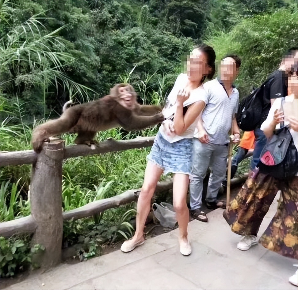 猴子放火,猴子为何不能当宠物