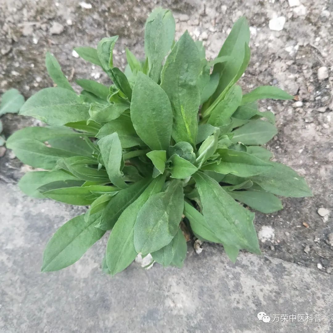 植物幼苗的发展过程详细,植物的幼苗在生长过程中