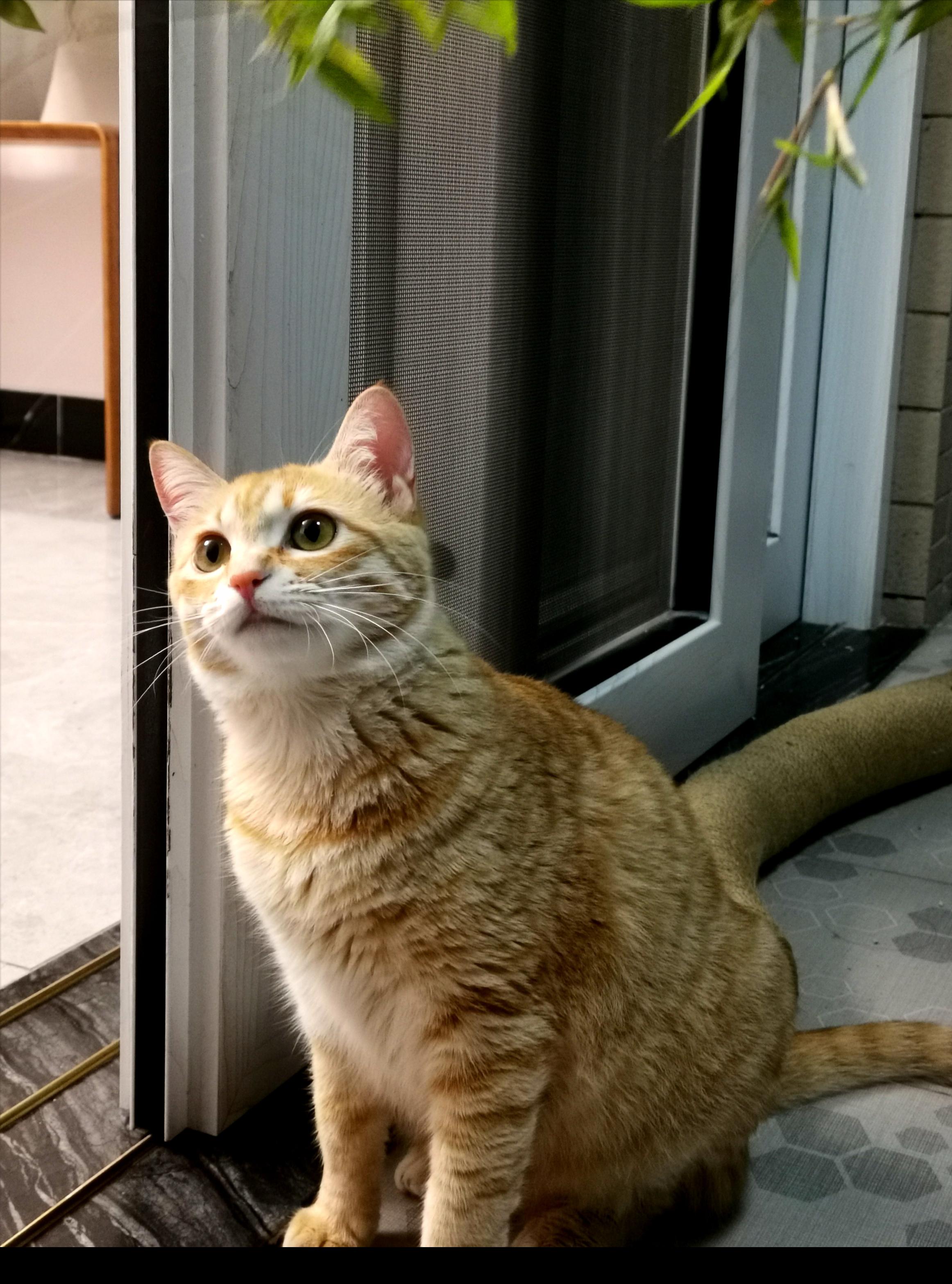 我用一块橙子皮解决了宠物猫念念随处大便的难题