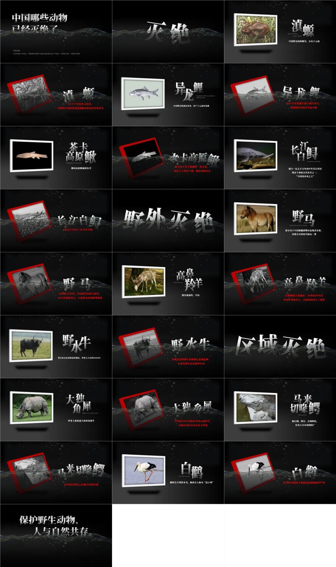 世界野生动植物日保护宣传活动,世界野生动植物保护日英语