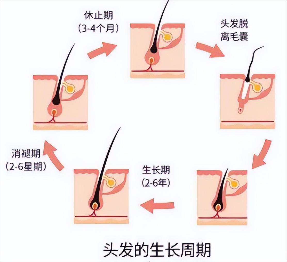 富血小板血浆治疗骨质增生吗,富血小板治疗脂溢性脱发