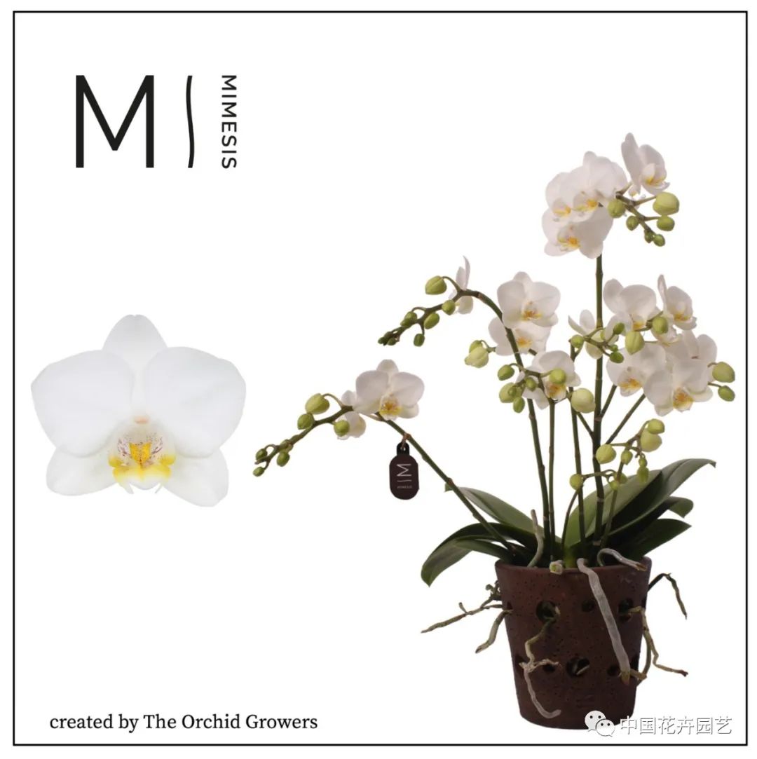 荷兰年度Glazen Tulp新奇植物奖15件产品名单公布 | 每周国际花讯