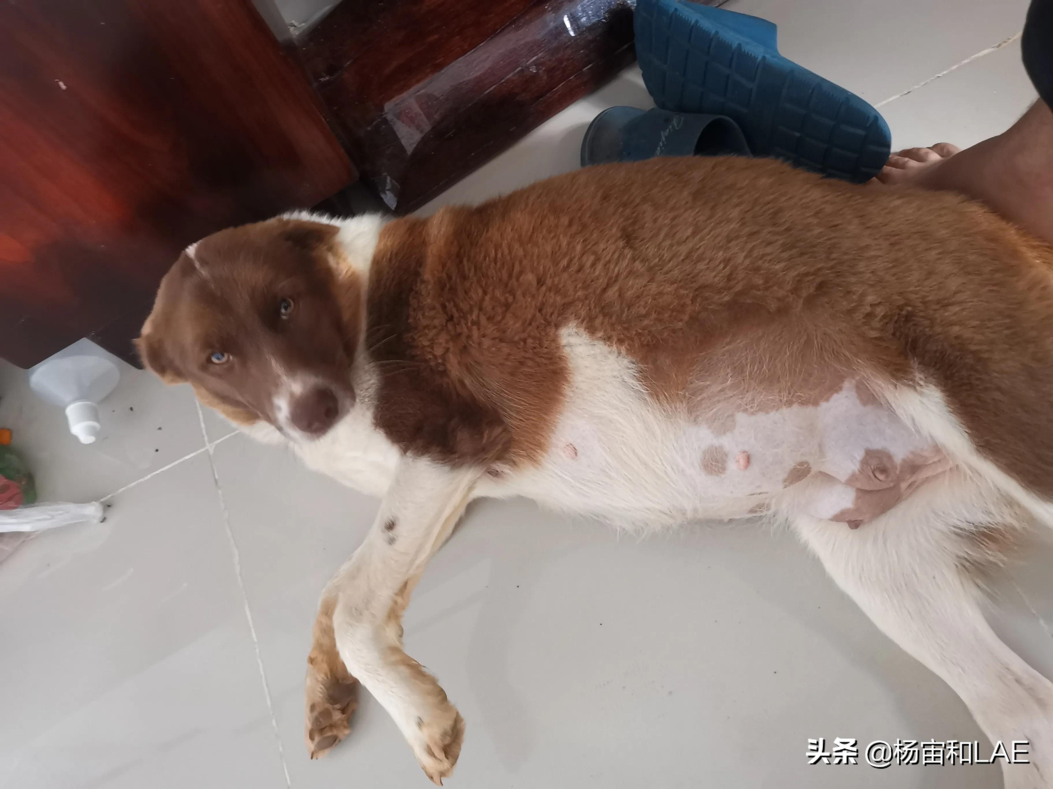 老挝哪里给狗打疫苗,西班牙狗生病怎么办