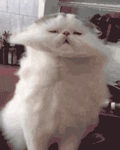 养猫不能放蟑螂药怎么办,养猫不能用的驱蚊方法