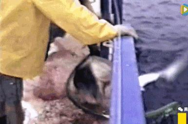 姚明公益广告拒绝吃鱼翅,姚明吃鱼翅原视频