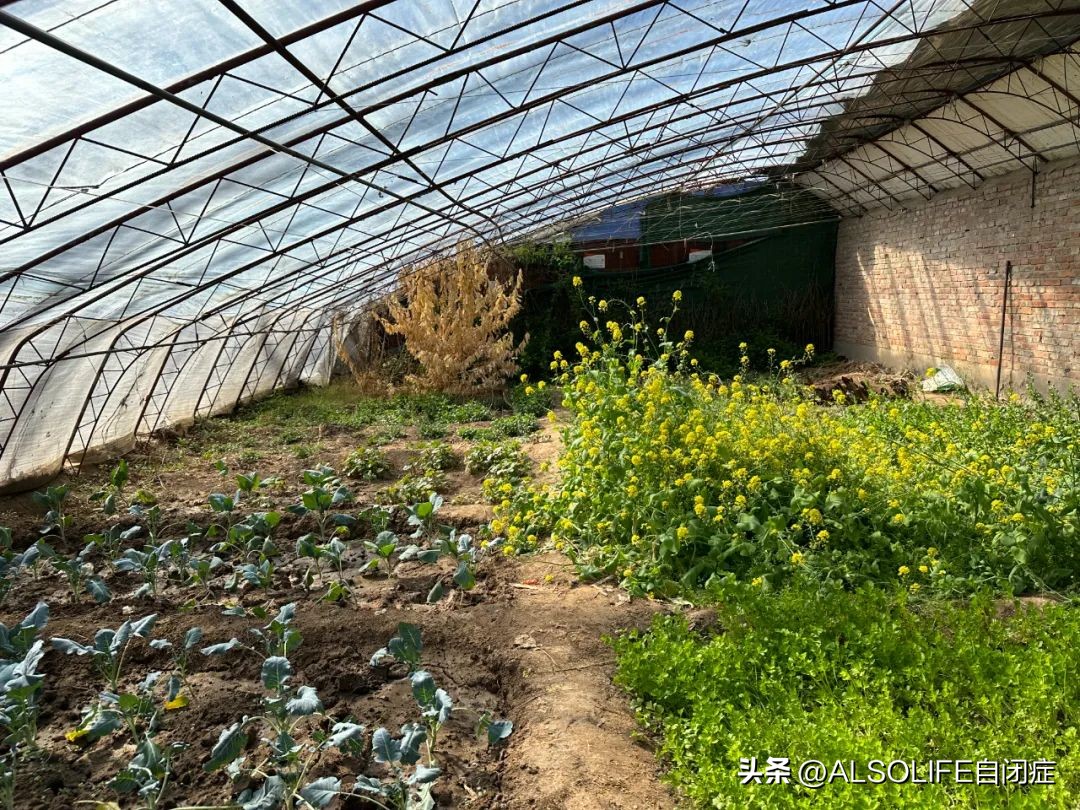 一个特需家庭的融合农场实验