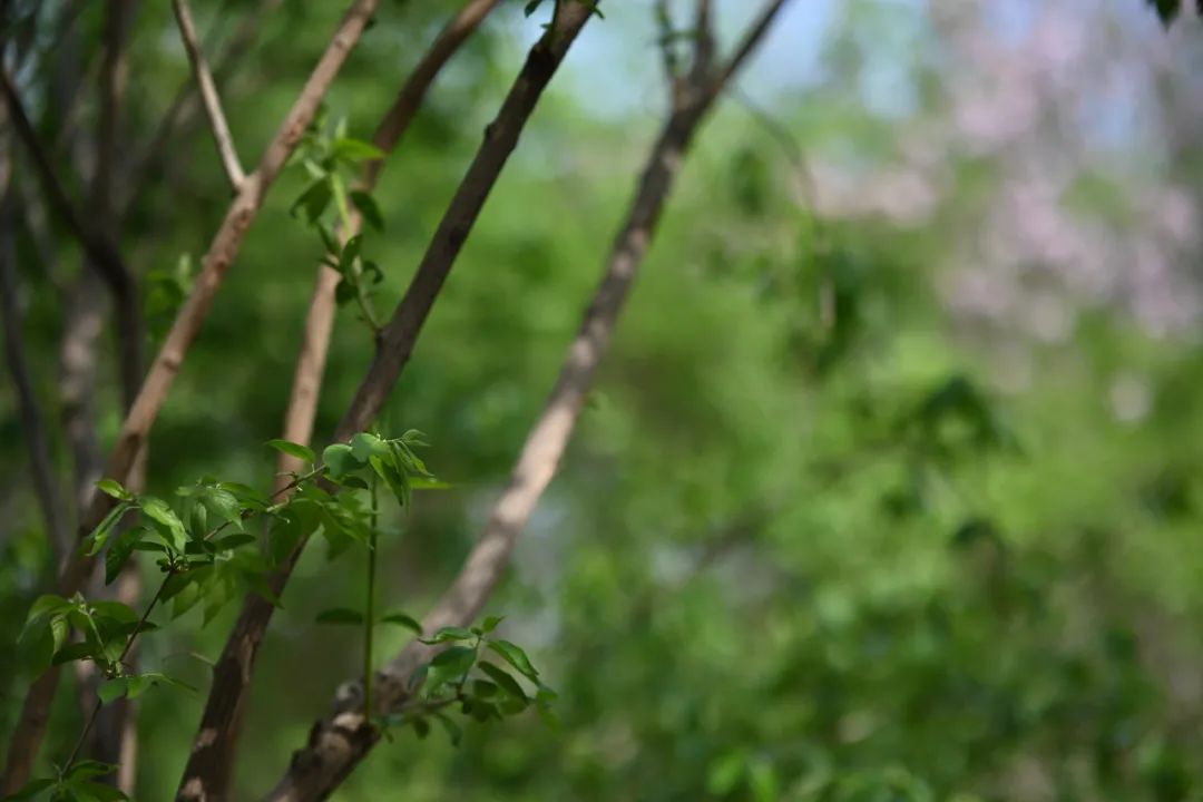 尼康z卡口85mmf1.8镜头评测欣赏,尼康全画幅50mmf1.8s和85mm1.8s